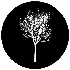 Goboservice - trees-2831
