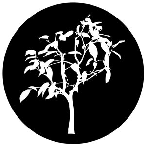 Goboservice - trees-2832