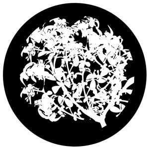 Goboservice - trees-2834