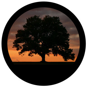 Goboservice - trees-2835