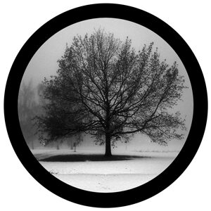 Goboservice - trees-2836