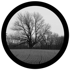 Goboservice - trees-2838