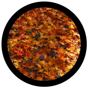 Goboservice - leaves-2816