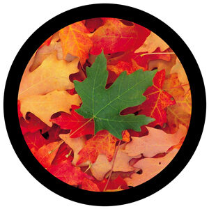 Goboservice - leaves-2817