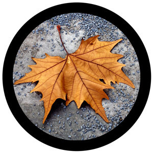 Goboservice - leaves-2818
