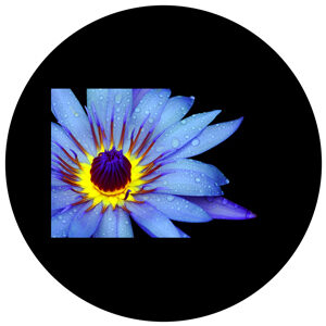 Goboservice - flowers-2385