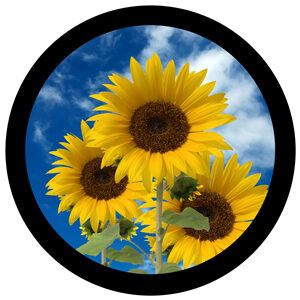 Goboservice - flowers-2386