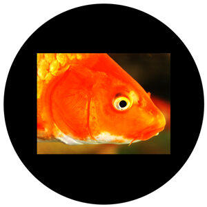 Goboservice - fish