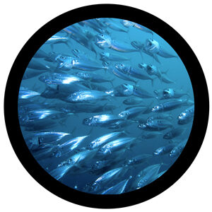Goboservice - fishes-sea-oceanunderwater-landscape