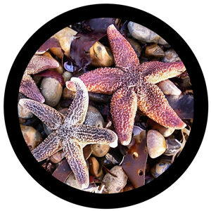 Goboservice - starfishes