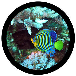Goboservice - sea-underwater-landscape
