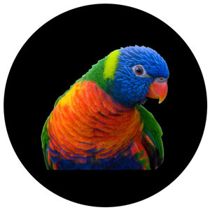Goboservice - parrot-birds