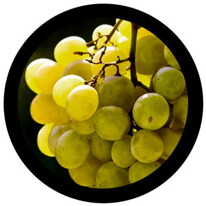 Goboservice - fruit-grape