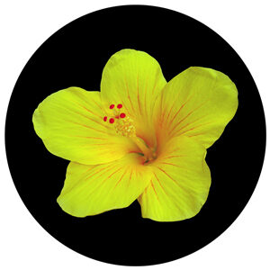 Goboservice - flowers-2387