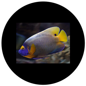 Goboservice - fishes-sea-oceanunderwater-landscape-1891