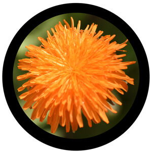 Goboservice - flowers-2388