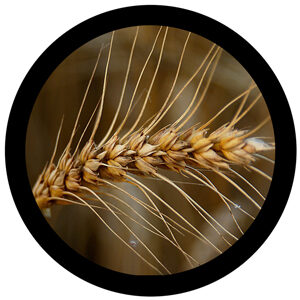 Goboservice - ears-of-wheat
