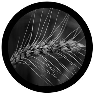 Goboservice - ears-of-wheat-1894