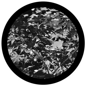 Goboservice - leaves-2819