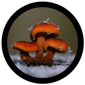 Goboservice - mushrooms