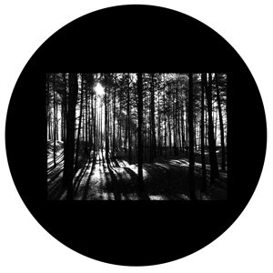 Goboservice - trees-woodsforest-5950