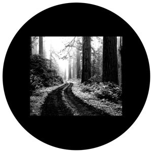 Goboservice - trees-woodsforest-path