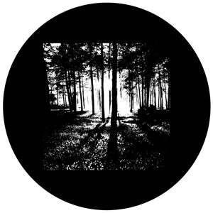 Goboservice - trees-woodsforest-5951