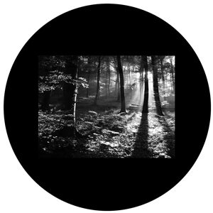 Goboservice - trees-woodsforest-5952