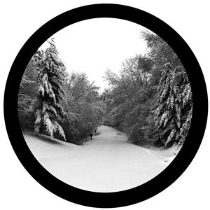 Goboservice - trees-woodsforest-path-2226