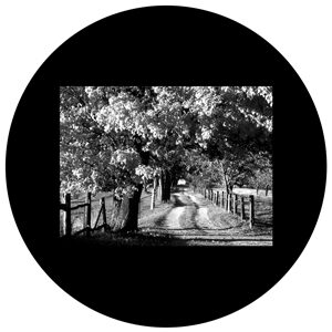 Goboservice - trees-woodsforest-path-2228