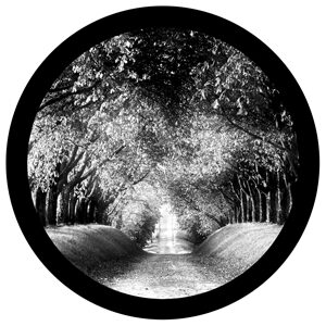 Goboservice - trees-woodsforest-path-2229