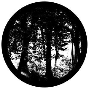Goboservice - trees-woodsforest-5954