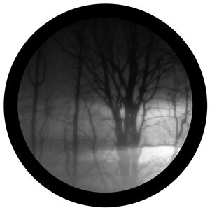 Goboservice - trees-woodsforest-path-2230