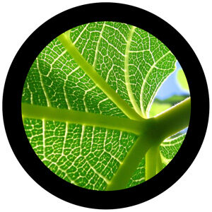 Goboservice - leaves-2823