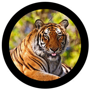 Goboservice - tiger