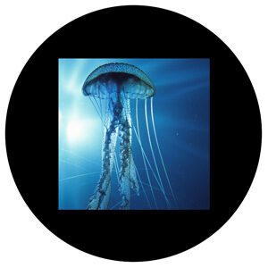 Goboservice - sea-oceanunderwater-landscapjellyfish