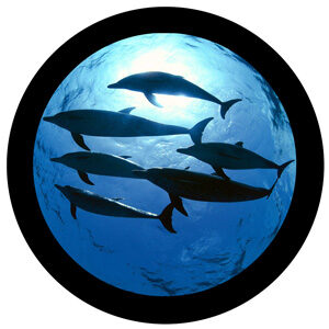 Goboservice - sea-oceanunderwater-landscap-dolphin