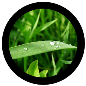Goboservice - grass-dew-drops