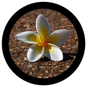Goboservice - flowers-2389