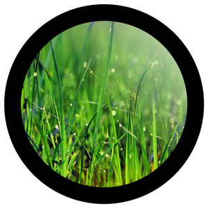 Goboservice - grass-dew-drops-1934