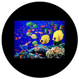 Goboservice - sea-bed