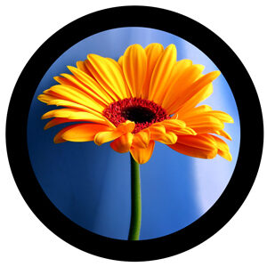 Goboservice - yellow-gerbera