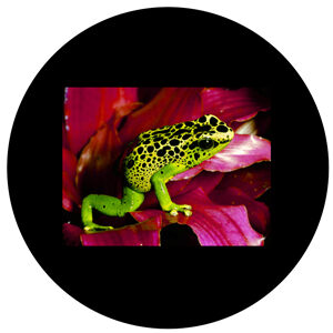 Goboservice - frog-on-flower