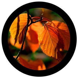 Goboservice - autumnal-leaves