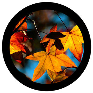 Goboservice - autumnal-leaves-1943