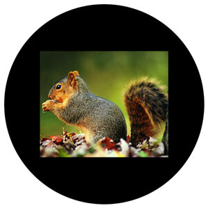 Goboservice - squirrel