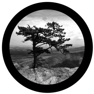 Goboservice - trees-2842