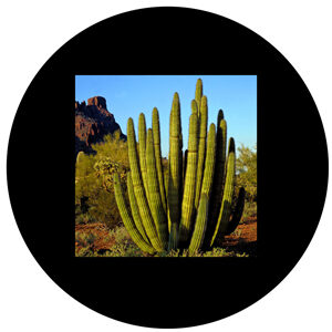 Goboservice - cactus