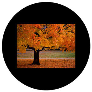 Goboservice - autumnal-leaves-tree