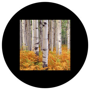 Goboservice - trees-woodsforest-path-2231